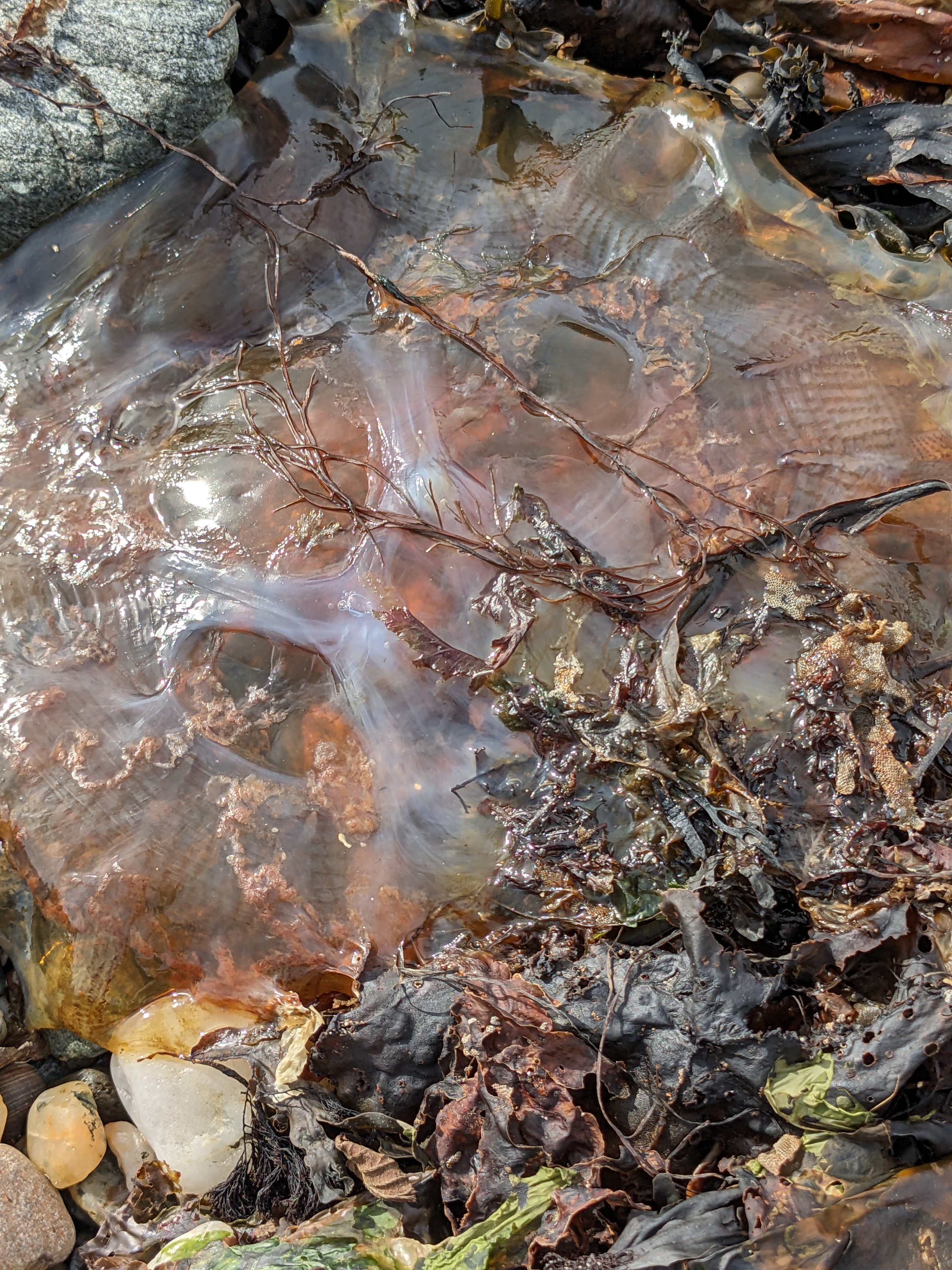Jelly Fish6